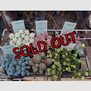 画像: セダム苗セット-C（26-3）