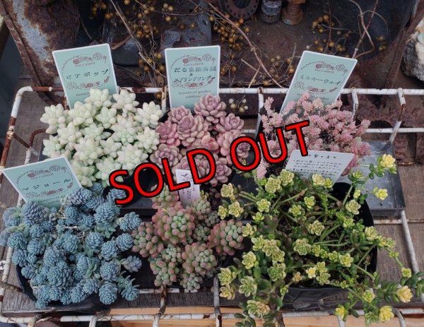 画像1: セダム苗セット-C（26-3）