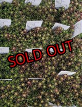 画像: ベッラディンベルノ/セダム　（26-4）