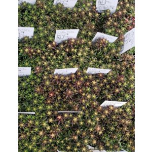 画像: ベッラディンベルノ/セダム　（26-3）