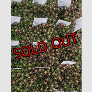 画像: ベッラディンベルノ/セダム　（26-3）