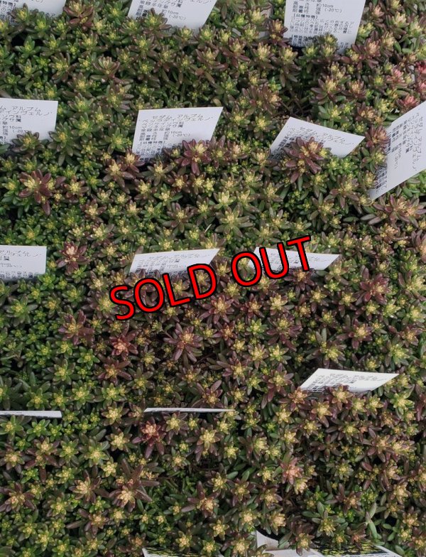 画像1: ベッラディンベルノ/セダム　（26-3）