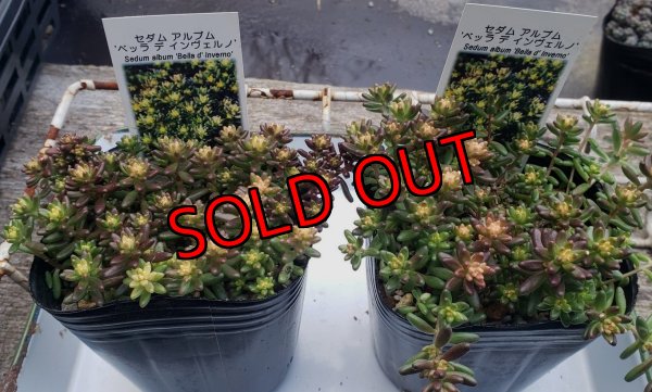 画像3: ベッラディンベルノ/セダム　（26-3）