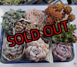 画像: 寄せ植えセット-B（26-4）