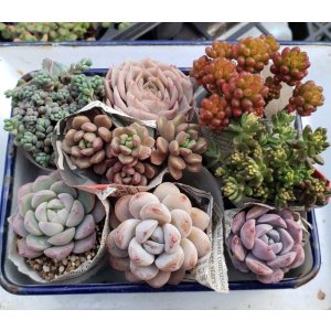 画像: 寄せ植えセット-B（26-4）