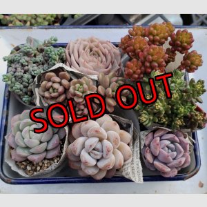 画像: 寄せ植えセット-B（26-4）