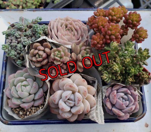 画像1: 寄せ植えセット-B（26-4）