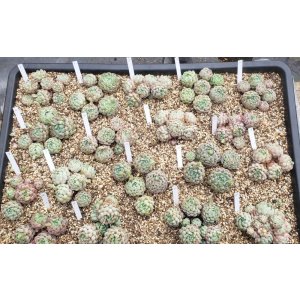 画像: ラノリンボール/抜き苗（26-4）