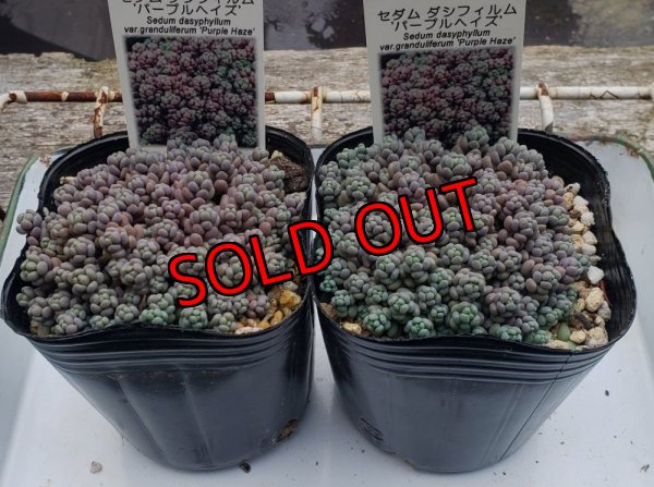 画像5: ダシフィルム”パープルヘイズ/セダム　3寸（26-3）