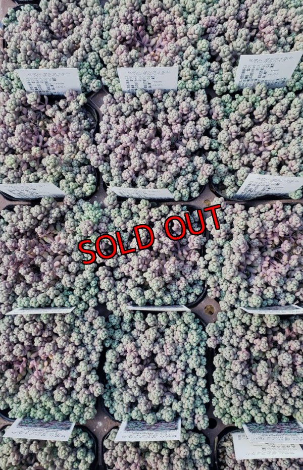 画像4: ダシフィルム”パープルヘイズ/セダム　3寸（26-3）