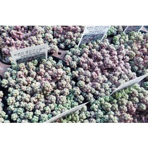 画像: ダシフィルム”パープルヘイズ/セダム　3寸（26-3）