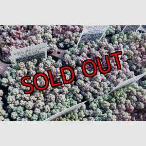 画像: ダシフィルム”パープルヘイズ/セダム　3寸（26-3）