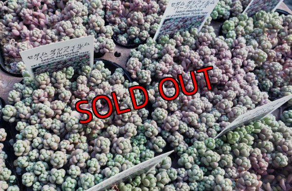 画像1: ダシフィルム”パープルヘイズ/セダム　3寸（26-3）