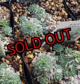 画像: タカスソウ/ミセバヤ　（26-4）