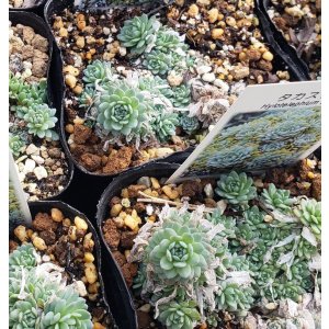 画像: タカスソウ/ミセバヤ　（26-3）