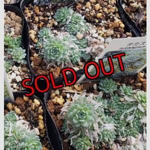 画像: タカスソウ/ミセバヤ　（26-4）