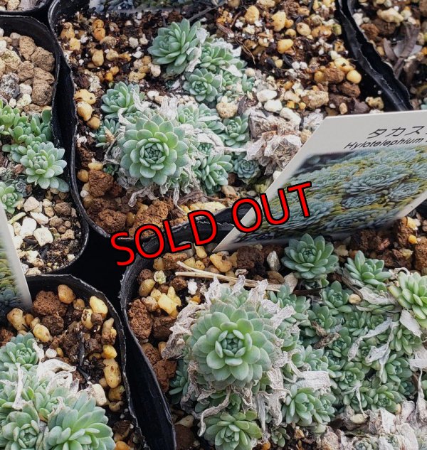 画像1: タカスソウ/ミセバヤ　（26-3）