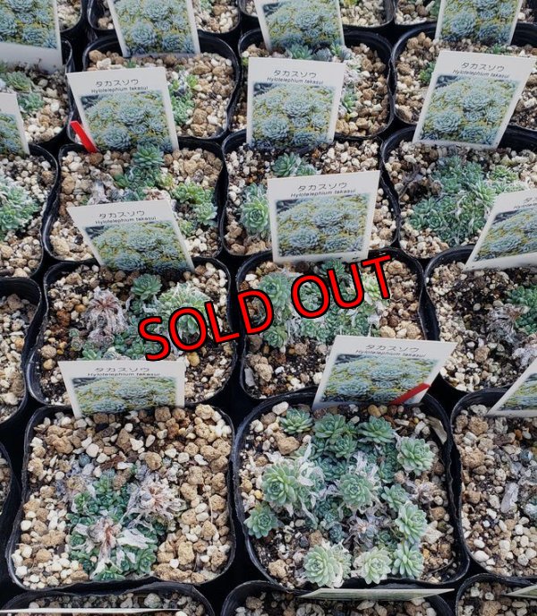 画像2: タカスソウ/ミセバヤ　（26-3）