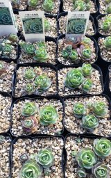 画像: 千鳥小岩蓮華オロスタキス　（26-3）