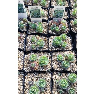 画像: 千鳥小岩蓮華オロスタキス　（26-3）