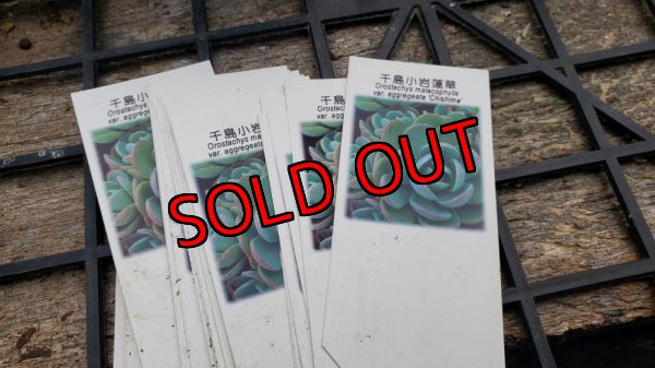 画像3: 千鳥小岩蓮華オロスタキス　（26-4）