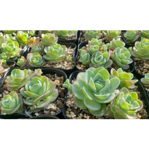 画像: 千鳥小岩蓮華オロスタキス　（26-4）