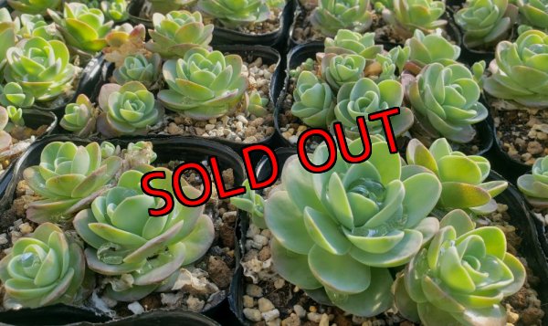 画像1: 千鳥小岩蓮華オロスタキス　（26-4）