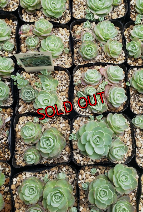 画像2: 千鳥小岩蓮華オロスタキス　（26-4）