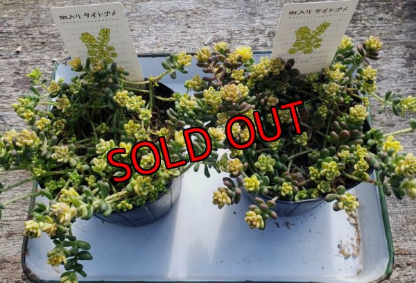 画像3: 斑入りタイトゴメ/セダム　（26-3）