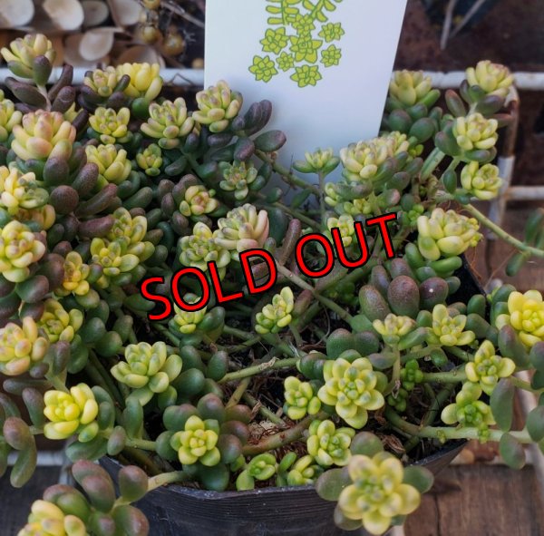 画像4: 斑入りタイトゴメ/セダム　（26-3）