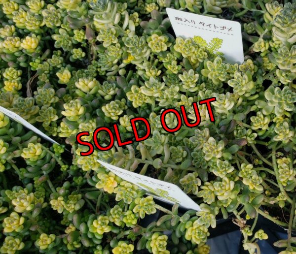 画像2: 斑入りタイトゴメ/セダム　（26-3）