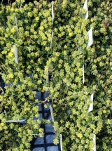 画像: 斑入りタイトゴメ/セダム　（26-3）