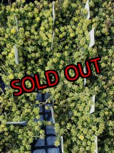 画像: 斑入りタイトゴメ/セダム　（26-4）