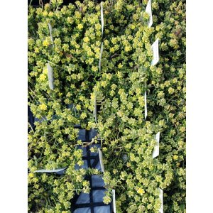 画像: 斑入りタイトゴメ/セダム　（26-3）