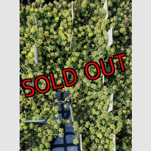 画像: 斑入りタイトゴメ/セダム　（26-3）