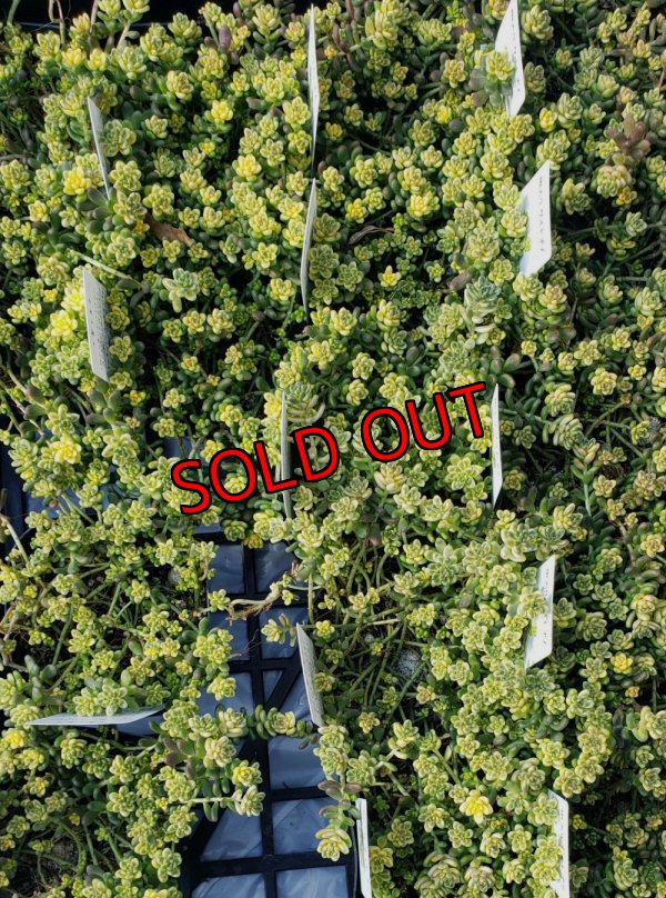 画像1: 斑入りタイトゴメ/セダム　（26-3）