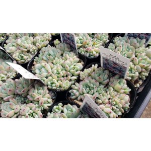 画像: ぺレスデラロサエ・ピンクエッジ/セダム　2.5寸（26-4）