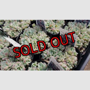 画像: ぺレスデラロサエ・ピンクエッジ/セダム　2.5寸（26-4）