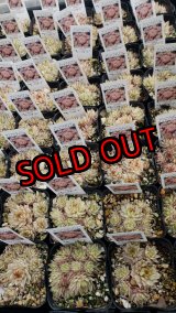 画像:  メッテニアナム錦 、メッテニー錦 　2.5寸（26-4）