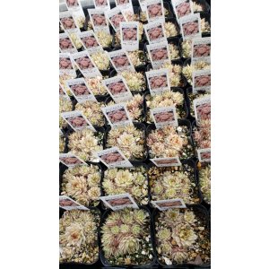 画像:  メッテニアナム錦 、メッテニー錦 　2.5寸（26-4）