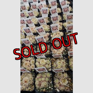 画像:  メッテニアナム錦 、メッテニー錦 　2.5寸（26-4）