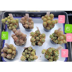 画像: 姫乙女mix/雫ファーム　2寸（26-4）