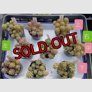 画像: 姫乙女mix/雫ファーム　2寸（26-4）