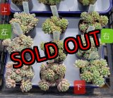 画像: てまりmix/雫ファーム　2寸（26-4）