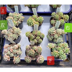 画像: てまりmix/雫ファーム　2寸（26-4）