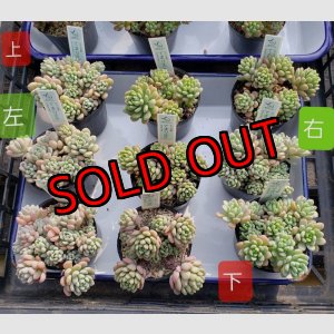 画像: てまりmix/雫ファーム　2寸（26-4）