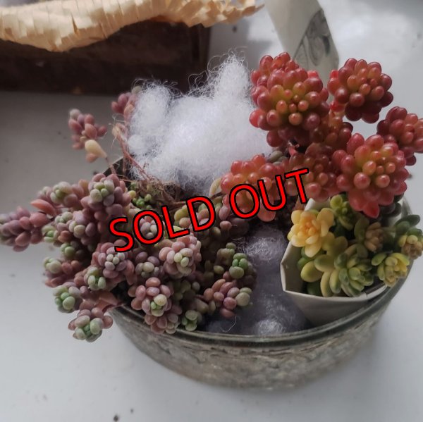 パープルヘイズは写真よりの倍入ってます