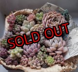 画像: 寄せ植えセット-雫A（26-4）