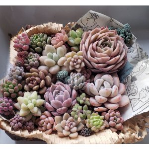 画像: 寄せ植えセット-雫A（26-4）