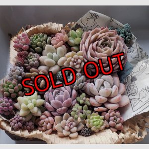 画像: 寄せ植えセット-雫A（26-4）